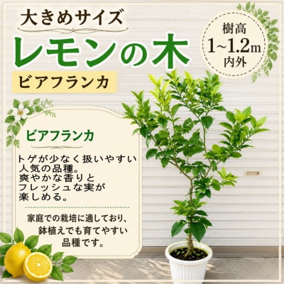 大きめサイズ レモンの木(ビアフランカ)樹高:1～1.2m内外 1本
