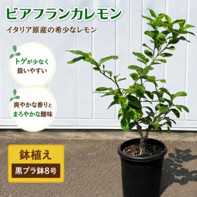 レモンの木鉢植え(品種:ビアフランカ/トゲ無し) 黒プラスティック鉢8号(24cm)