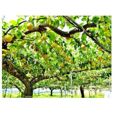 朝倉・旬の梨　約3kg(化粧箱入)　林農園