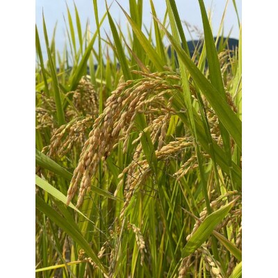 【栽培期間中　農薬・化学肥料不使用/ノンカフェイン/玄米100%】玄米珈琲20個