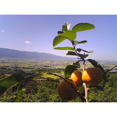 【福岡県朝倉市産】　冷蔵富有柿(個別包装)　化粧箱入　約3キロ