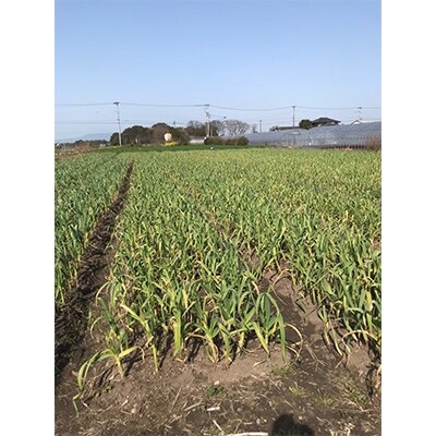 朝倉産にんにく使用【老舗居酒屋】熟成にんにく醤油4本セット