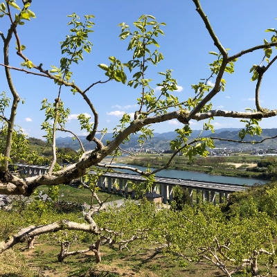 福岡県朝倉市産『志波の富有柿』冷蔵柿L～2L×10～13個
