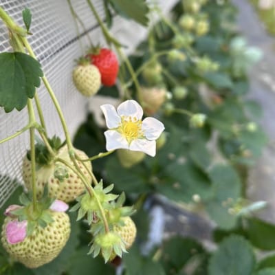 旬の【完熟あまおう】18玉～30玉