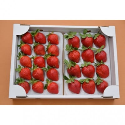 旬の【完熟あまおう】18玉～30玉