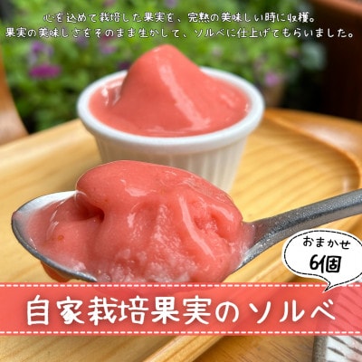 自家栽培果実のソルベおまかせ詰合せ 計6個