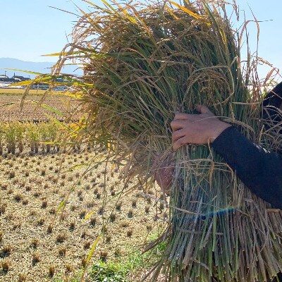 【のし付き】【新米先行受付・令和4年産】無洗米 2kg×4 お米マイスターがつくる特別栽培米