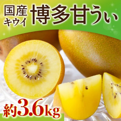 福岡県産キウイ 博多甘うぃ 約3.6kg(朝倉市)