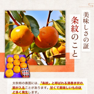 朝倉産　太秋柿　約2kg(朝倉市)