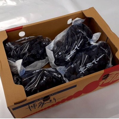 福岡朝倉産葡萄(ベリーA)3-7房×2箱
