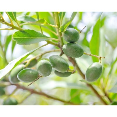 オリーブの木　鉢植え