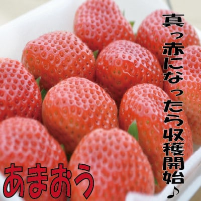 【冷蔵発送】今旬のいちご　朝倉産「あまおう」270g×4パック
