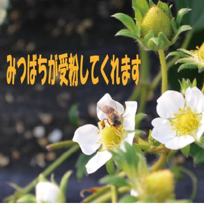 【冷蔵発送】今旬のいちご　朝倉産「あまおう」270g×4パック