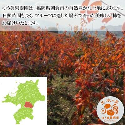 福岡県朝倉市産【訳アリ・家庭用】　志波の富有柿 家庭用 M～2Lサイズ　約3kg