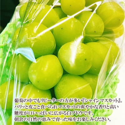 福岡県朝倉市産「シャインマスカット 」2～4房 約1.2kg　ゆう美果樹園