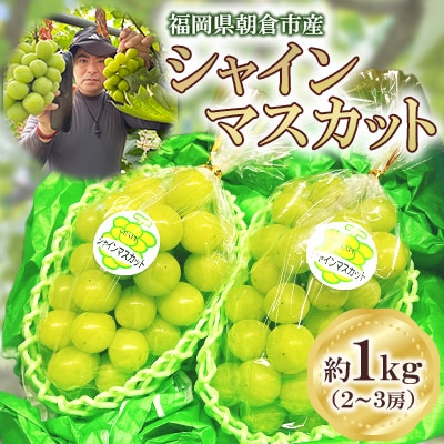 福岡県朝倉市産「シャインマスカット」2～3房 約1kg ゆう美果樹園