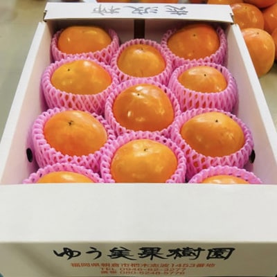 福岡県朝倉市産「志波柿(富有)」  M～2Lサイズ×約10～12個入