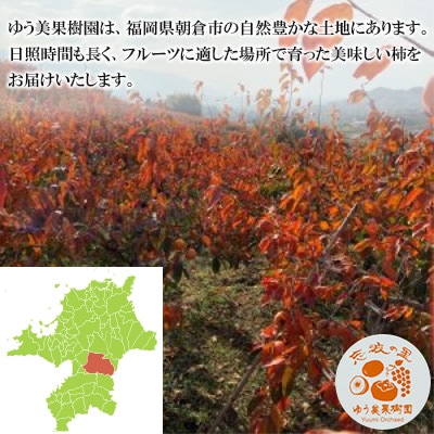 福岡県朝倉市産「志波柿(富有)」  M～2Lサイズ×約10～12個入