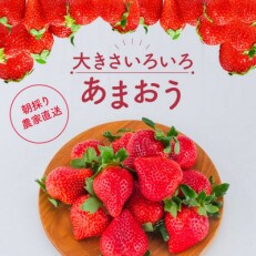 2023年9月までの早期受付 2024年2月下旬より発送 あまおう サイズ色々 4パック(朝倉市)