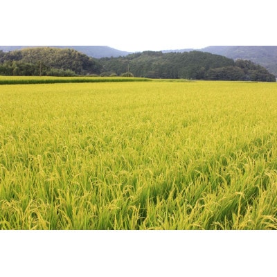 【令和8年産　新米】9月～発送【食味鑑定士厳選】福岡県産 夢つくし5kg(5kg×1袋)(朝倉市)