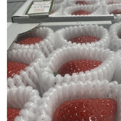 福岡県朝倉市産 あまおう 600g(15玉又は12玉)