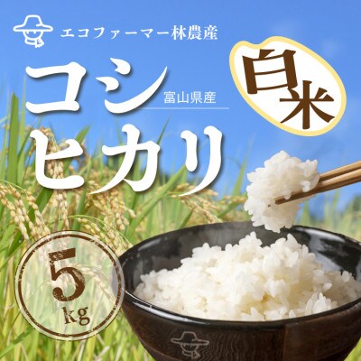 令和6年産コシヒカリ一等米5kg 精米