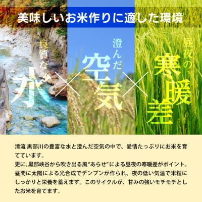 令和6年産コシヒカリ一等米10kg 無洗米