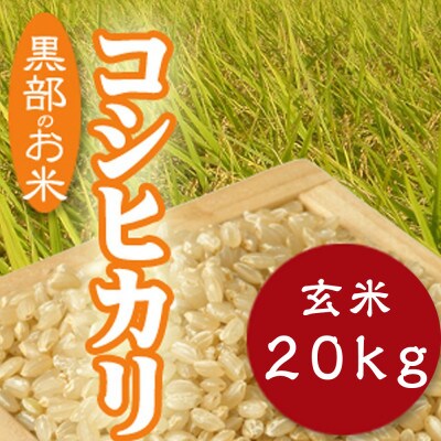 令和6年産コシヒカリ一等米20kg 玄米
