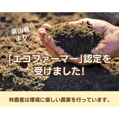 令和6年産 富富富 特別栽培米5kg 精米