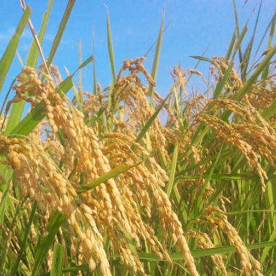 【令和5年産】こしひかり(精米10kg)