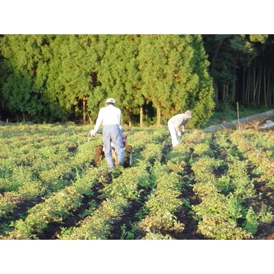 ～濃厚でなめらか～　贅沢な手作りピーナッツクリーム3個セット