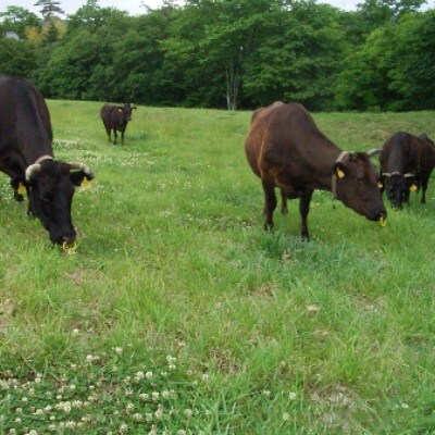 【2024年9月上旬発送】【茨城県産常陸牛】焼肉用300g　(茨城県共通返礼品)