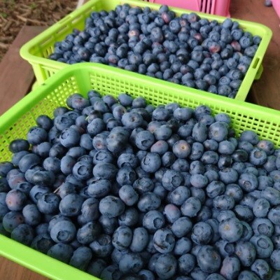 小さな森の奥にある農園の新鮮ブルーベリー1kg