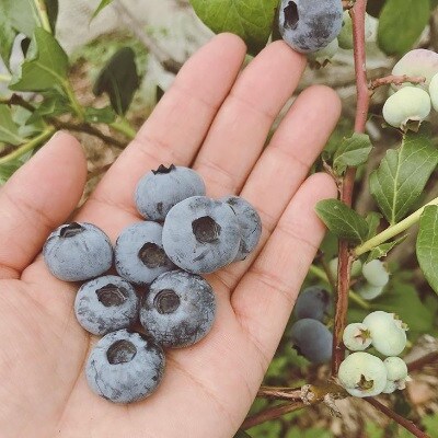 小さな森の奥にある農園の新鮮ブルーベリー1kg