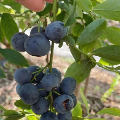 小さな森の奥にある農園のブルーベリー(冷凍)1.2kg