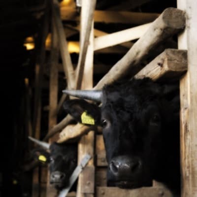 牛博士の牧場直営の焼肉店「焼肉飯村牛」お食事券〈松〉