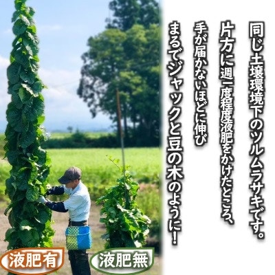 有機JAS認定液肥　土帰土輝(どきどき)N-100土壌活性液