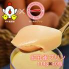 紅孔雀プリン10個セット