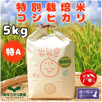 令和6年『山田のややこ』特別栽培米コシヒカリ 精米 5kg【茨城県