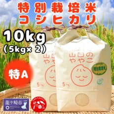 令和5年産】お米マイスターセレクト茨城産コシヒカリ(精米10kg) | お