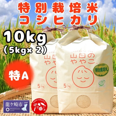 令和6年『山田のややこ』特別栽培米コシヒカリ 精米 10kg【茨城県共通返礼品・河内町産】