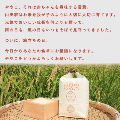 令和6年『山田のややこ』特別栽培米コシヒカリ 精米 10kg【茨城県共通返礼品・河内町産】