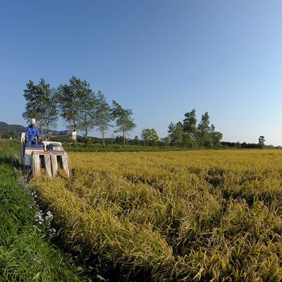 【毎月定期便】おぼろづき白米・無洗米 5kg 全6回