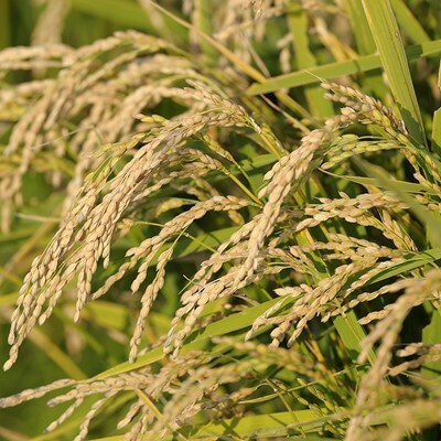 【毎月定期便】おぼろづき白米・無洗米 5kg 全6回