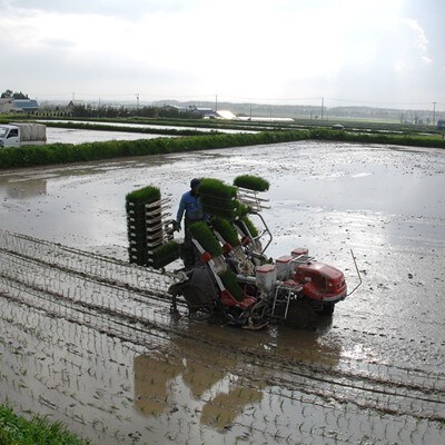 【毎月定期便】キトラのおぼろづき白米 5kg 全6回