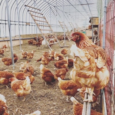 【毎月定期便】ファームモチツモタレツの平飼い有精卵30個 全6回