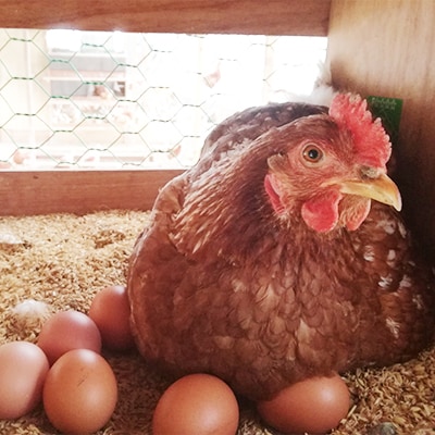 【北海道産】毎日食べたくなる平飼いたまご120個