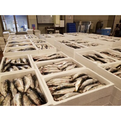 北海道小樽産 塩数の子 600g