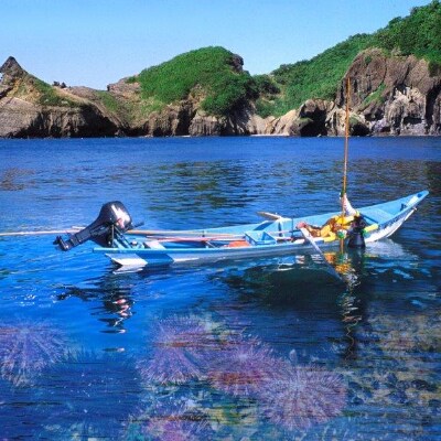 小樽産うに解禁しました「塩水うに 赤・白セット」【2021年8月上旬～中旬発送】
