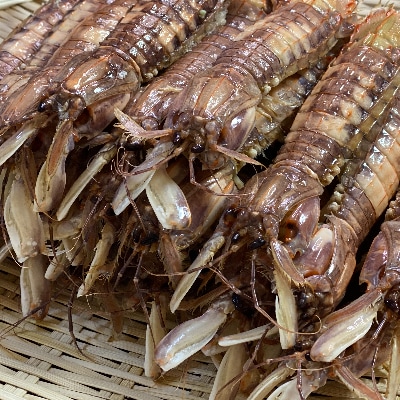 小樽産しゃこはなまら大きくてびっくり!　秋の新物始まりました浜茹でしゃこ オス8尾メス8尾セット